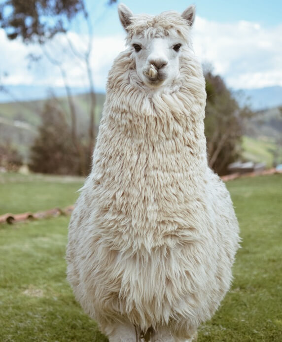 Llama